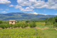 Wein und Mt. Ventoux