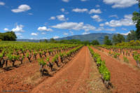 Weinfelder vor dem Mt. Ventoux