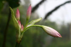 Im Garten von Joao Bom 