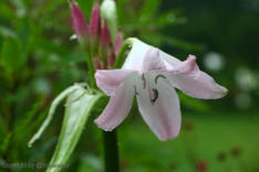 Im Garten von Joao Bom 